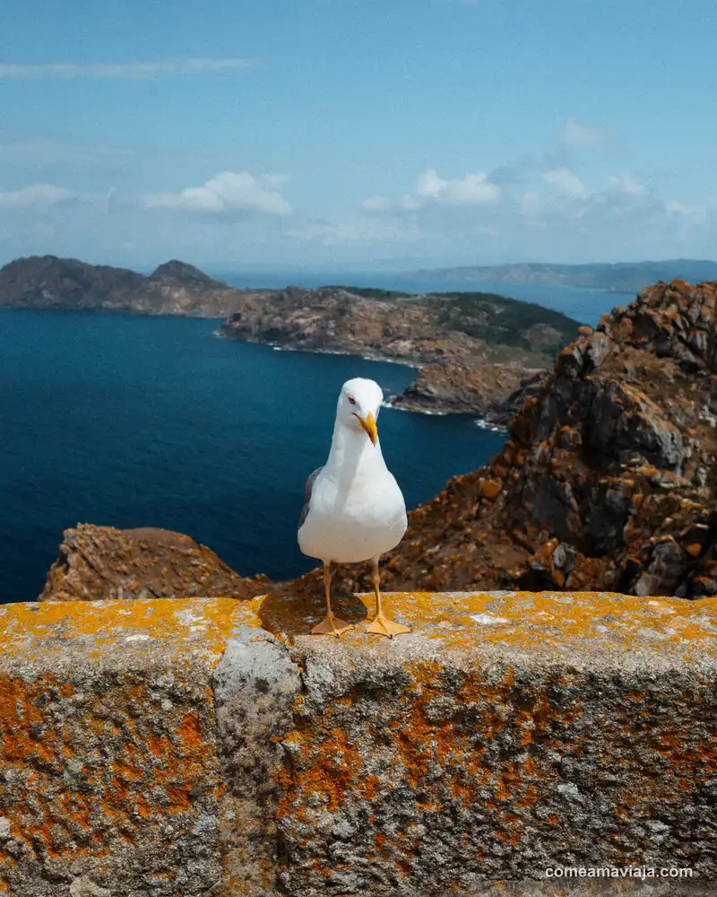 excursion islas cies